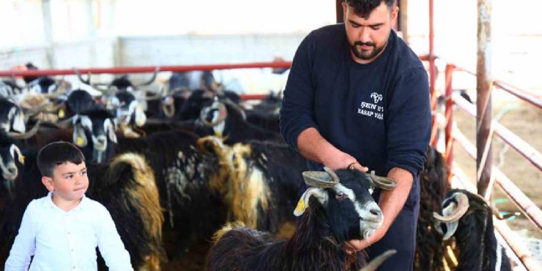 Kurbanlık seçerken nelere dikkat edilmeli? Yetiştiricilerden “boynuz” ve “diş” detayı uyarısı 3